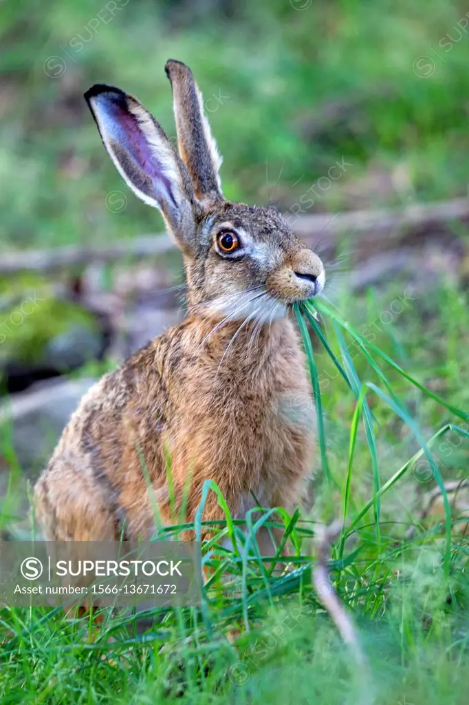 France, Haute Saone, European hare (Lepus capensis).