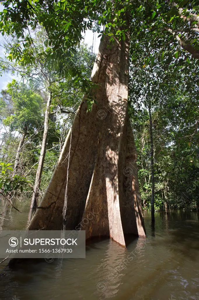 South America ,Brazil, Amazonas state, Manaus, Amazon river basin, Balsa tree ( Ochroma pyramidale ).