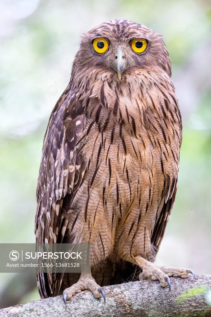Sri Lanka, Wilpattu national patk, Brown fish owl (Bubo zeylonensis or Ketupa zeylonensis).