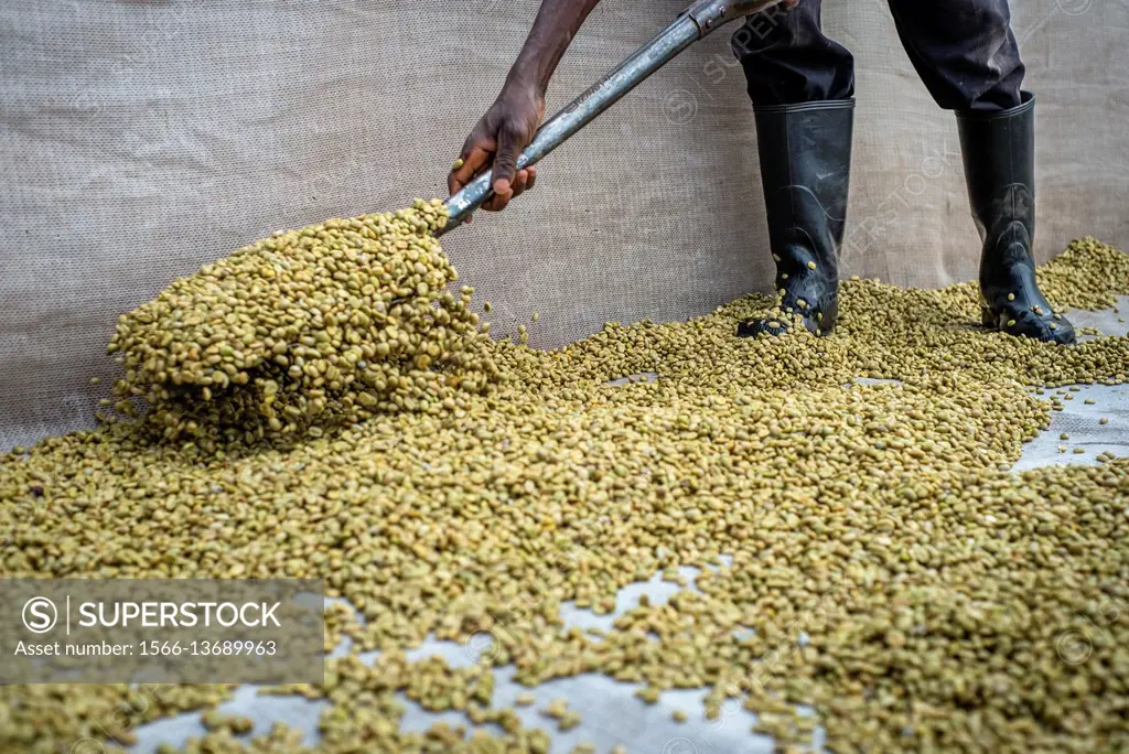 Coffee producing at Mubuyu farm, Zambia.