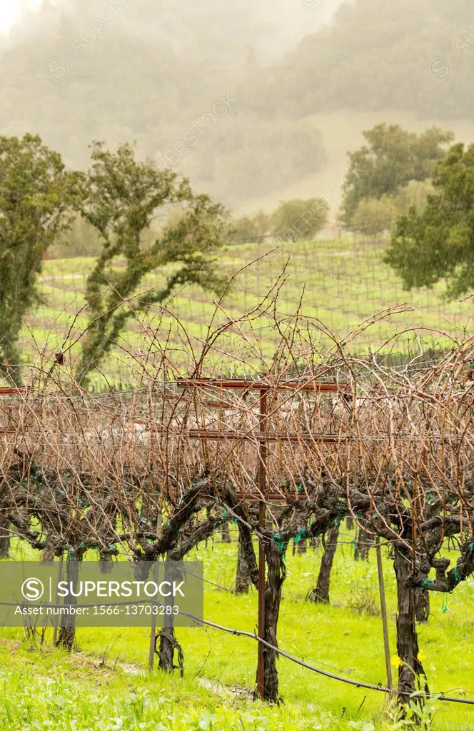 USA, CA, Healdsberg. Vineyards in the Sonoma Valley. Wine growing region in southern California famous for making fine Zinfandel