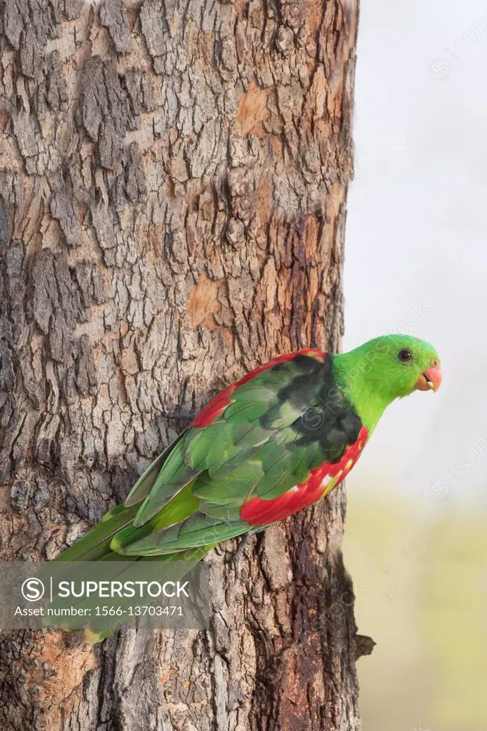 Red-Winged Parrot (Aprosmictus erythropterus) Marreba Swamp, Australia.