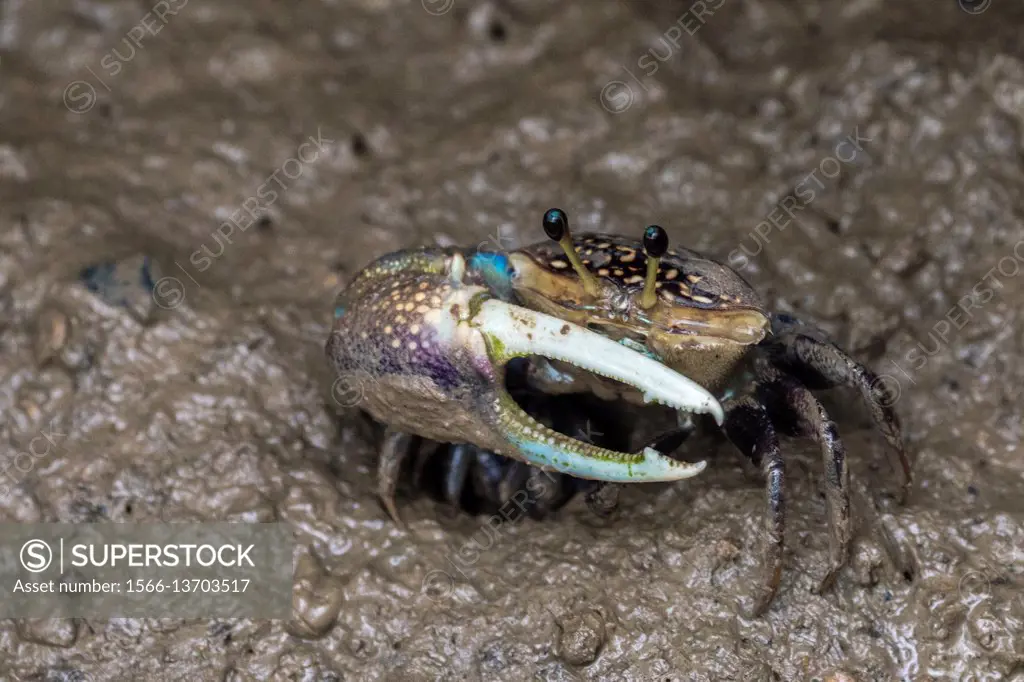 Blue Mud Crab, Sungai Apong, Kuching, Sarawak, Malaysia.