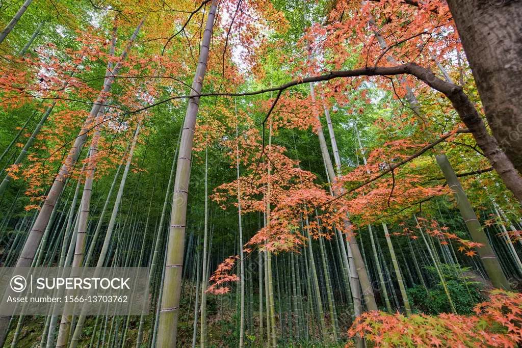 Green stems of bamboo forest. Arashiyama, Kyoto, Japan Stock Photo