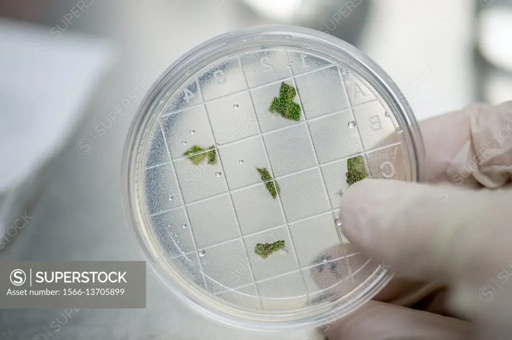 Pieces from a leaf sample are shown in a circular sample container at the Reserva Forestal Los Santos in San Marcos, Costa Rica.