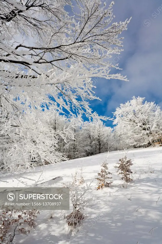 Icy forest