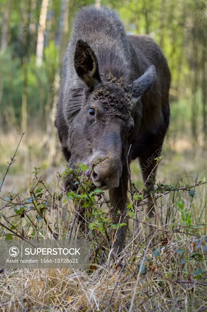 Moose, Elk, Alces alces, Germany, Europe.