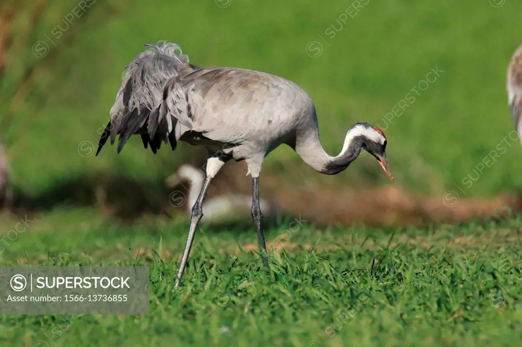 Grulla común (grus grus) en una dehesa extremeña, Extremadura, Spain.