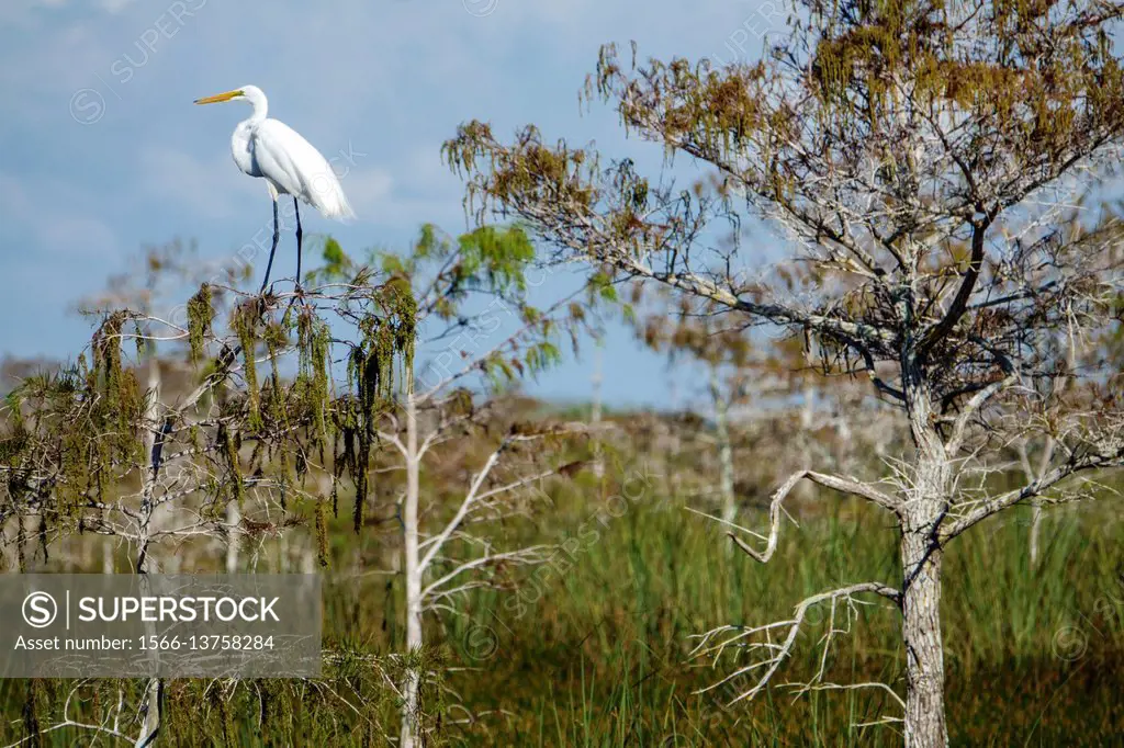 Florida, Everglades National Park, Shark Slough, Pa-Hay-O-Kee, Pahayokee Trail, dwarf cypress, great white common egret heron,