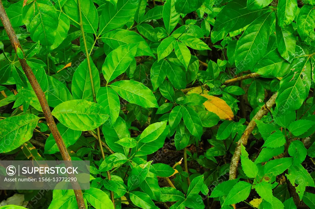 Indian Mangrove, Avicennia officinalis, Kuala Selangor Nature Park, Kuala Selangor, Malaysia.