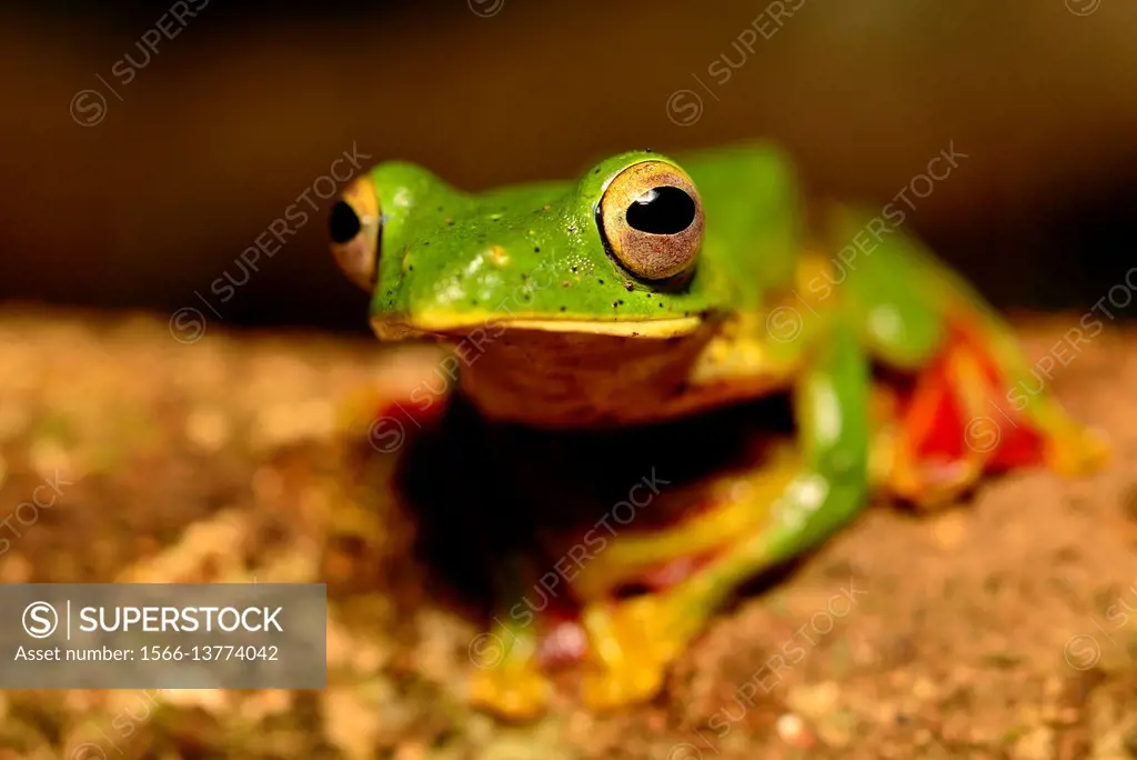 Malabar gliding frog (Rhacophorus malabaricus) in Cotigao wildlife sanctuary, Goa, India.