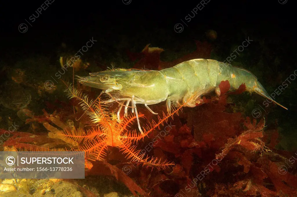 Whiteleg shrimp. White shrimp (Litopenaeus vannamei). Panama. America.