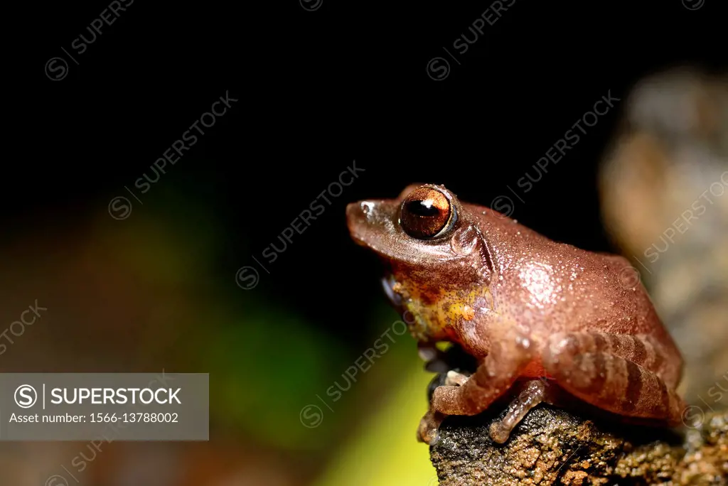 Amboli Bush Frog (Pseudophilautus amboli) in Cotigao sanctuary, Goa, India