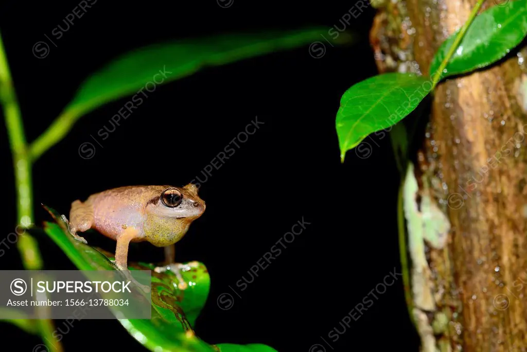 Amboli Bush Frog (Pseudophilautus amboli) singing in Cotigao sanctuary, Goa, India