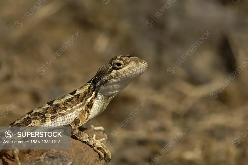 Fan-throated lizard, Sitana laticeps, Bopdev ghat in Pune district of Maharashtra INDIA. Recognized for their characteristic dew-lap.