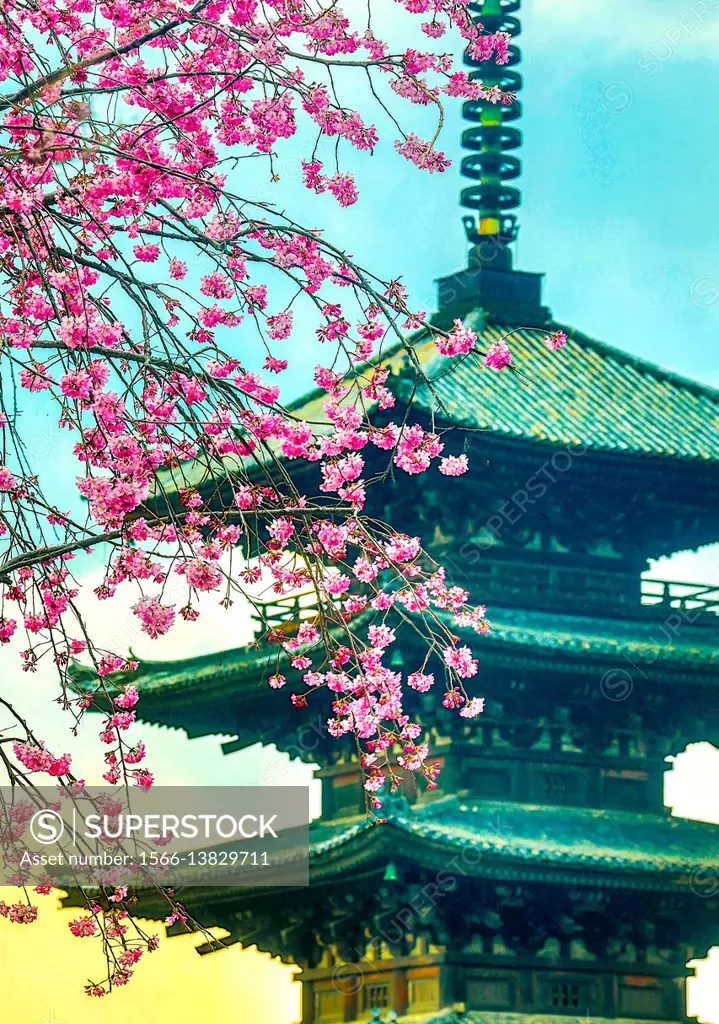 Japan, Kyoto City, Pagoda and blossoms