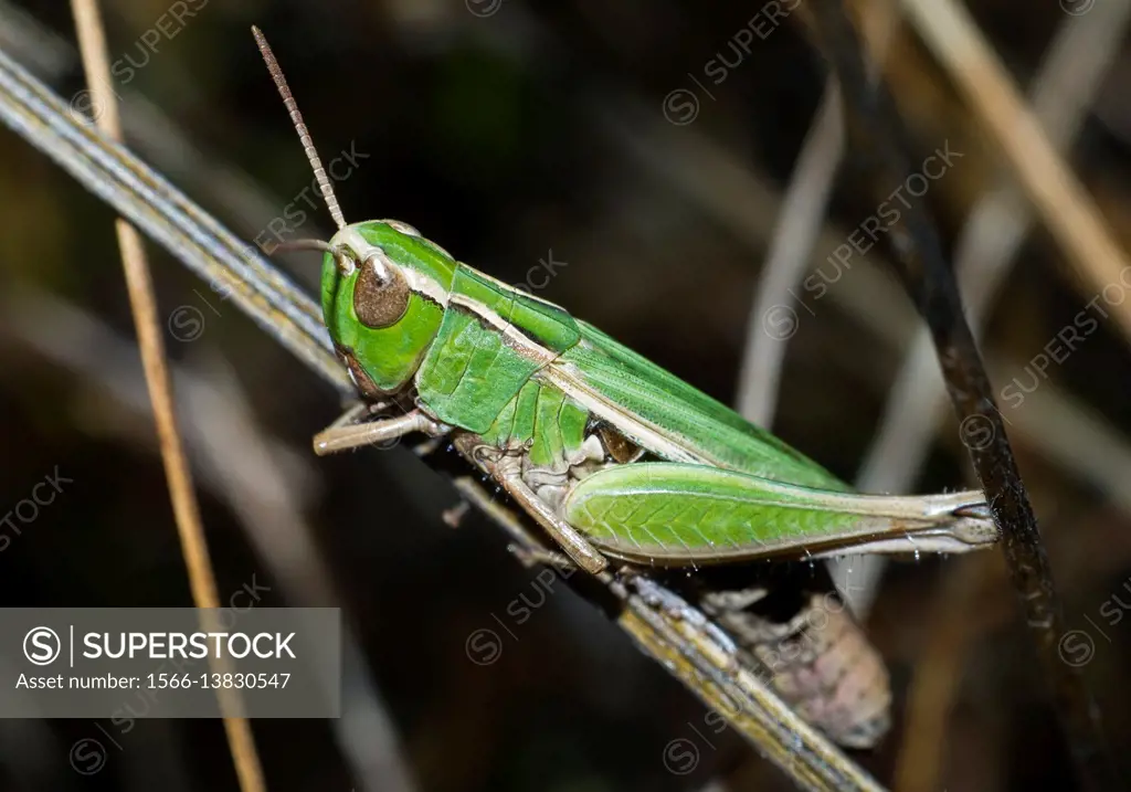 Green cricket . Ensifera. Insect. Arthropoda. Macro.