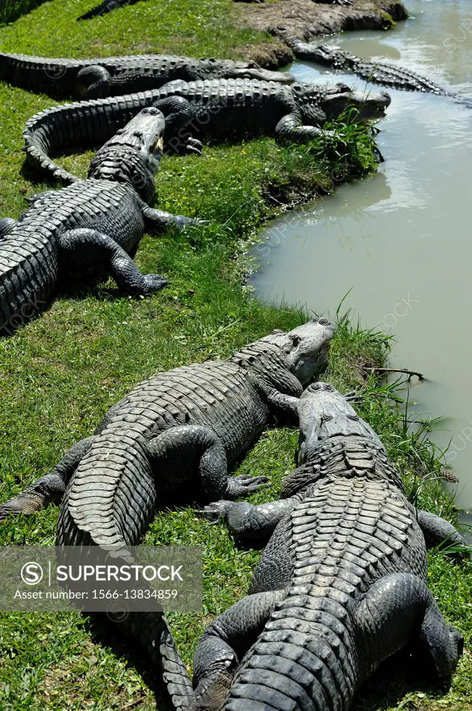 alligator Alligator mississippiensis by the water Gator Country