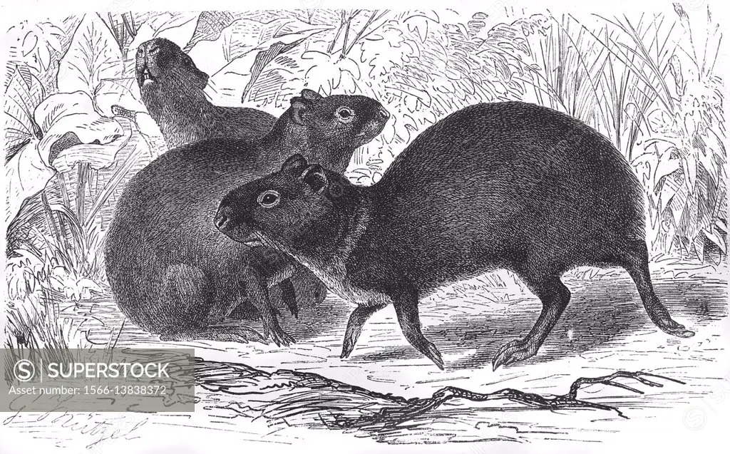 Crested agouti, Dasyprocta cristata, illustration from book dated 1904.