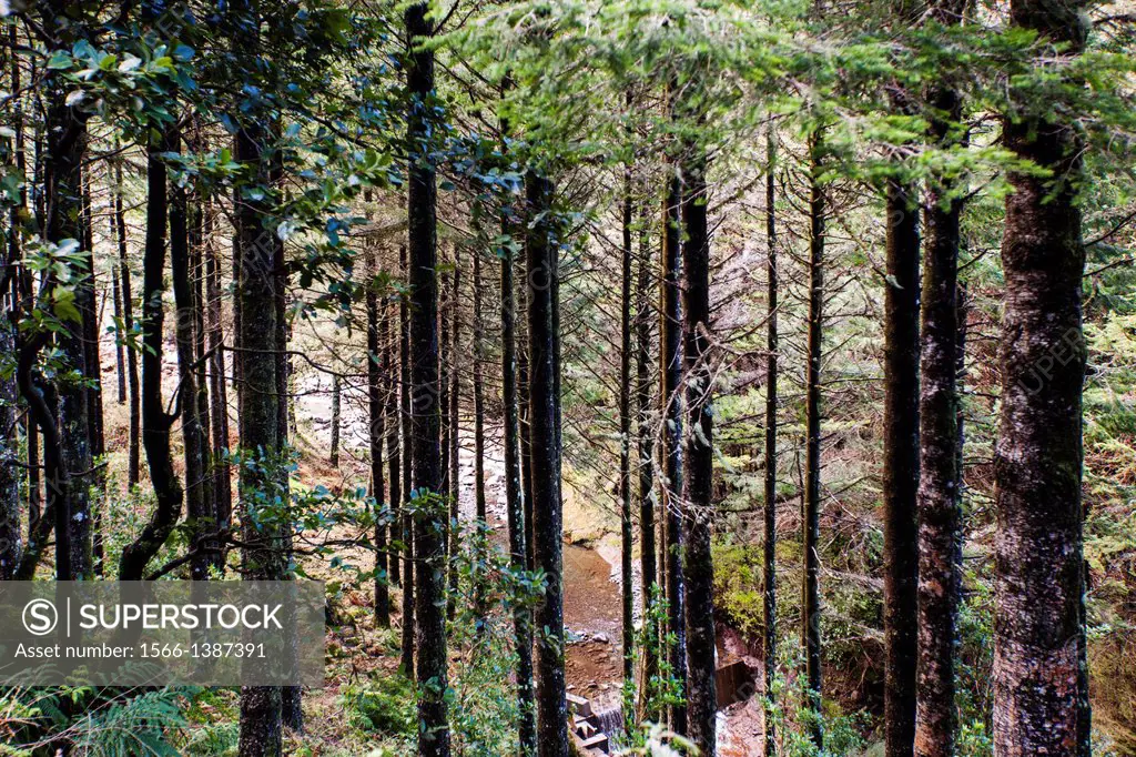 Forest in Madeira, Portugal, Europe.