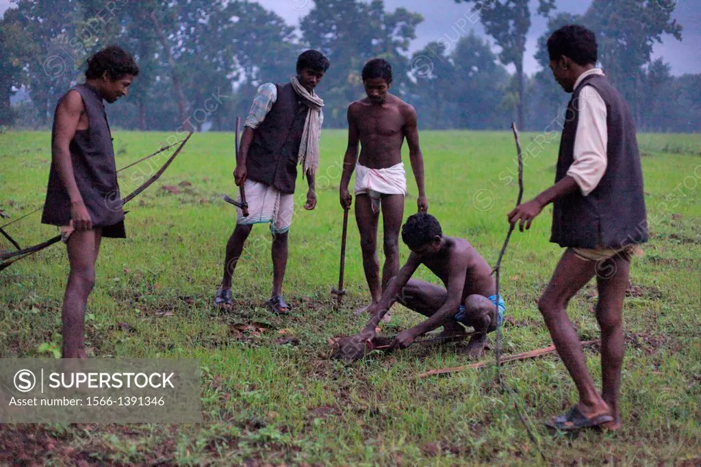 Men hunting boar. Baiga Tribe, Chada village, Madhya Pradesh, India.