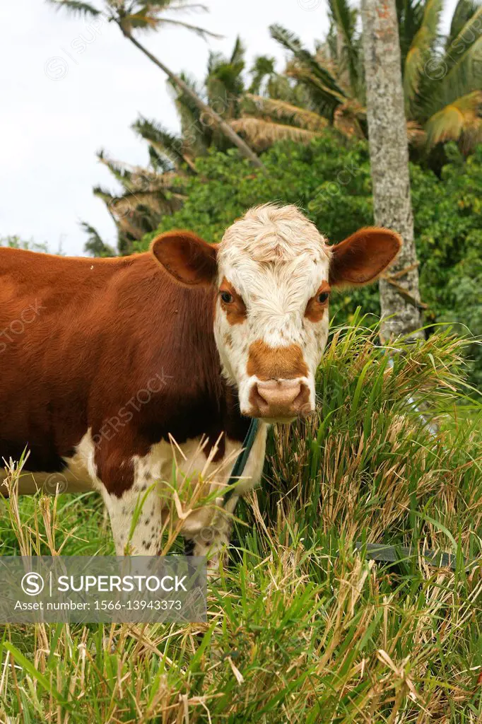 Cow, Lifuka island. Ha´apai islands. Tonga. Polynesia.