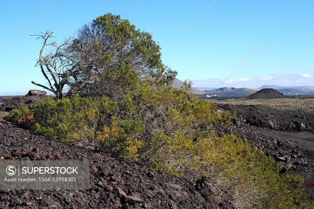 Red-eyed wattle or western coastal wattle (Acacia cyclops) is a small tree native of Australia but naturalized in other arid climate countries. This p...