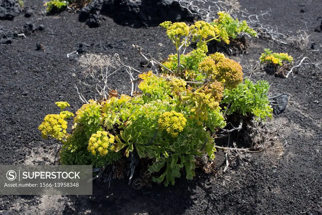 Lechuga de mar (Astydamia latifolia) is a biannual or perennial herb native of Canary Islands. This photo was taken in La Palma Island.
