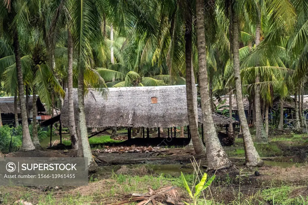 Scenery of coconut plantation along Singkawang-Aruk road, West Kalimantan, Indonesia