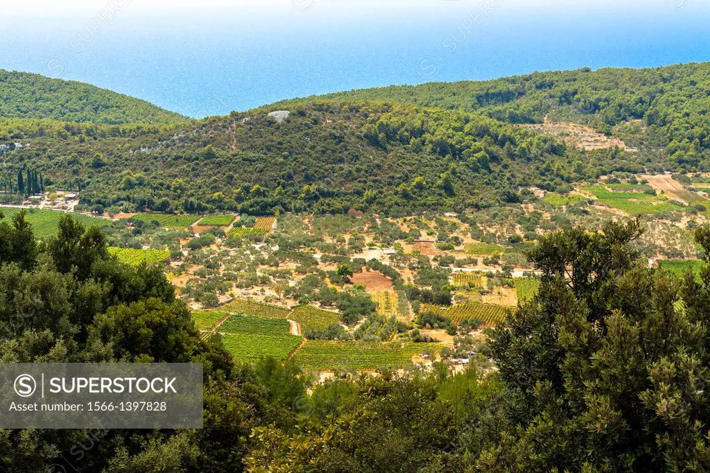 Carsko Polje field - wine growing near Cara, Croatia.