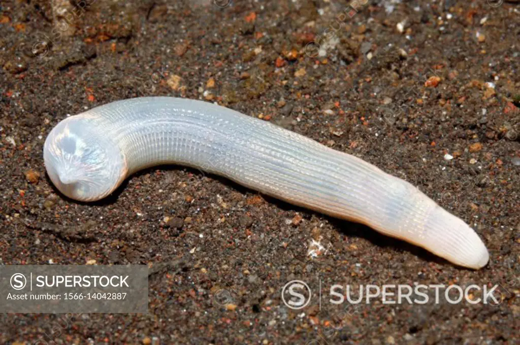 Peanut Worm, Sipunculus sp. Tulamben, Bali, Indonesia. Bali Sea, Indian Ocean.