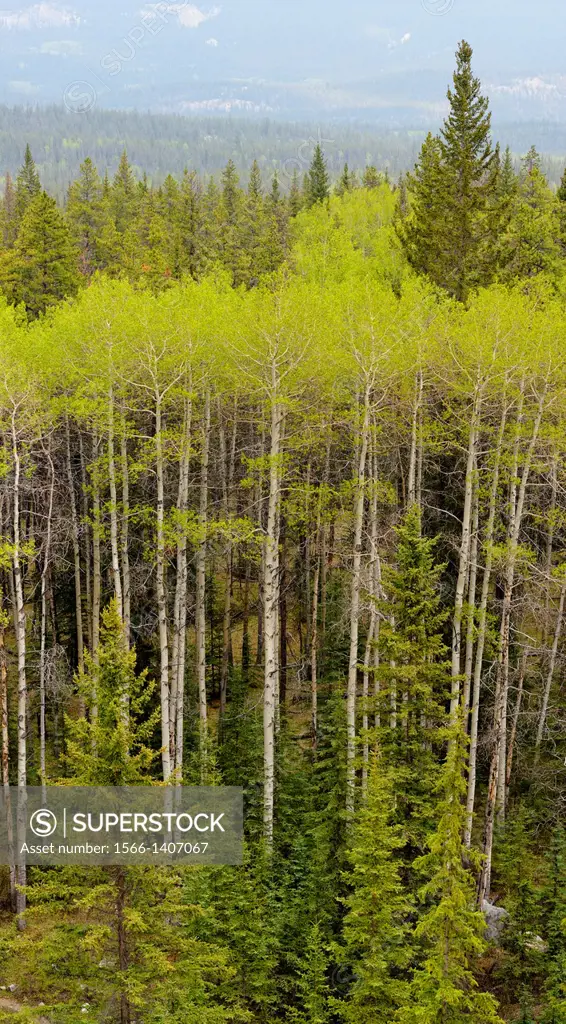 Poplars and pines in the Athabasca River Valley from the Marmot Basin Road, Jasper NP, Alberta, Canada.