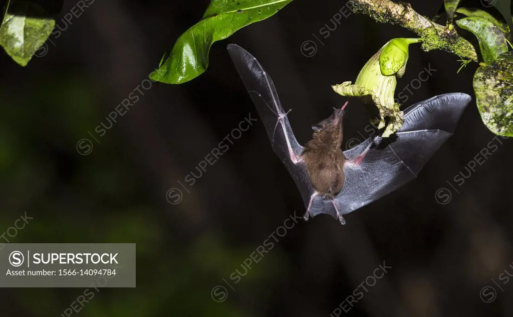 Geoffroy's tailless bat, Anoura geoffroyi, sucking nektar from a flower, in Costa Rica rainforest, Laguna del Lagarto, Boca Tapada, san Carlos, Costa ...