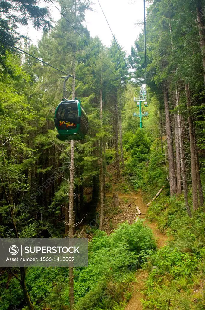 The Sky Trail gondola ride through redwood forest, Trees of Mystery, Del Norte County, California.