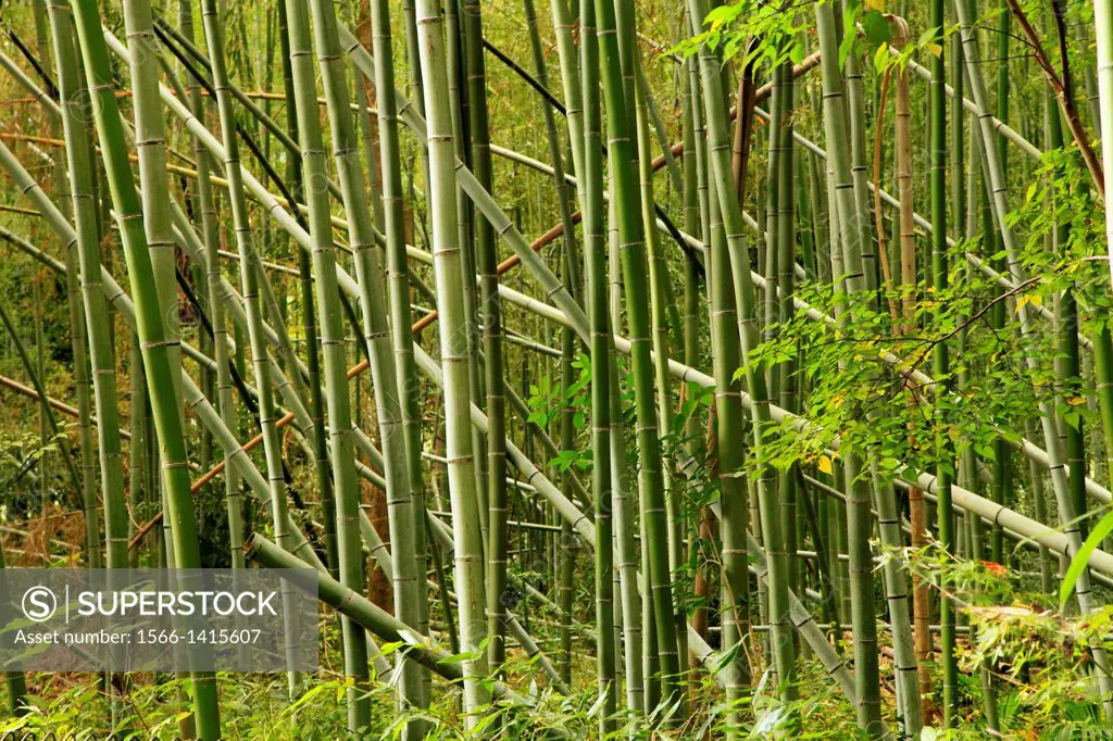 Japan, Kyoto, Arashiyama, bamboo grove,.