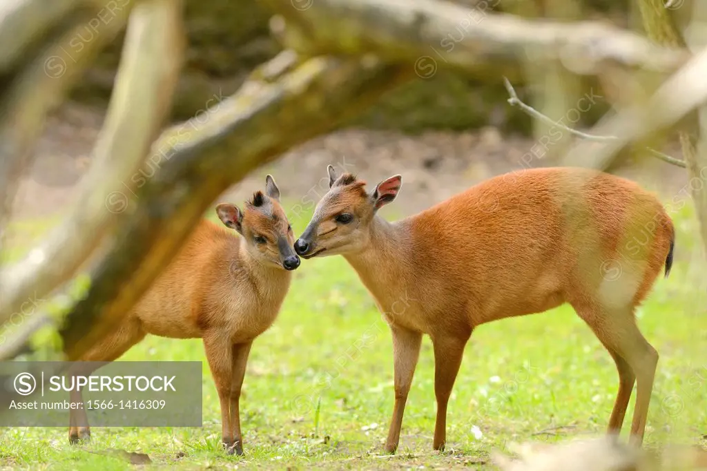 Two Red forest duiker (Cephalophus natalensis) kissing the other