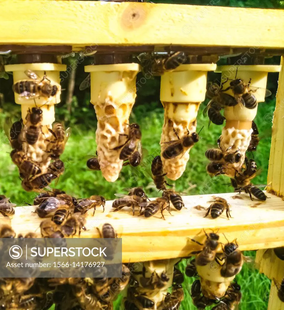 A frame of queen cells in a queen rearing apiary.