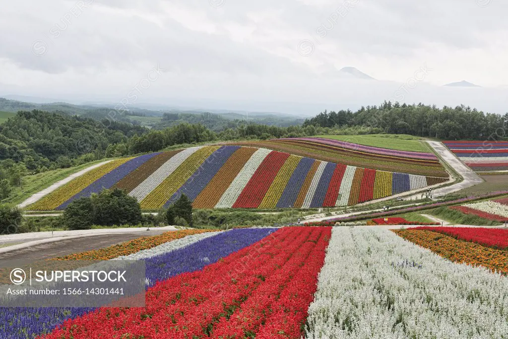 Rainbow fields of silver dust, Lamiaceae, marigolds, and scarlet sage at the flower fields of Shikisai no Oka, Hokkaido, Japan.