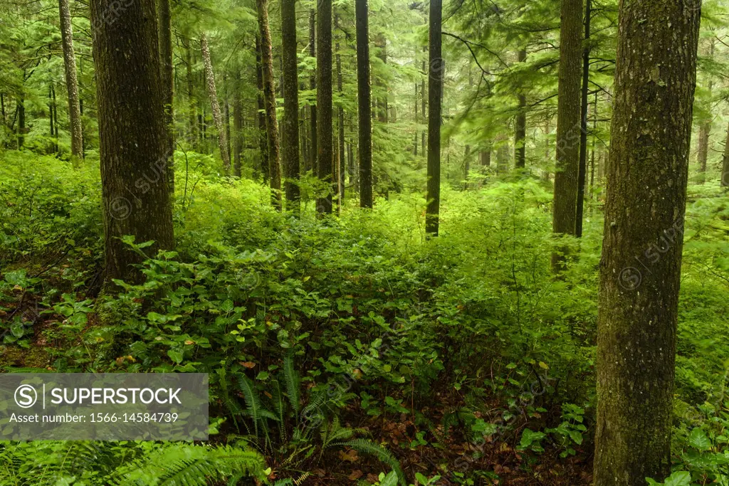 Temperate rainforest, Oswald West State Park, Oregon, USA.