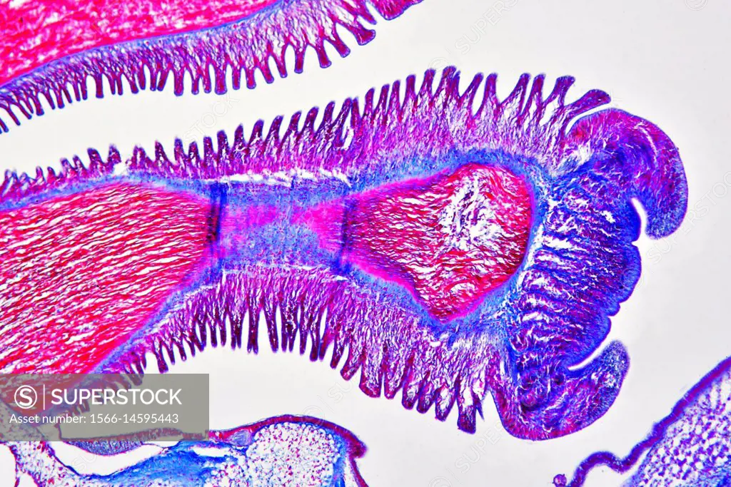 Asterias sp. cross section showing mucus glands and suckers. Optical microscope X100.