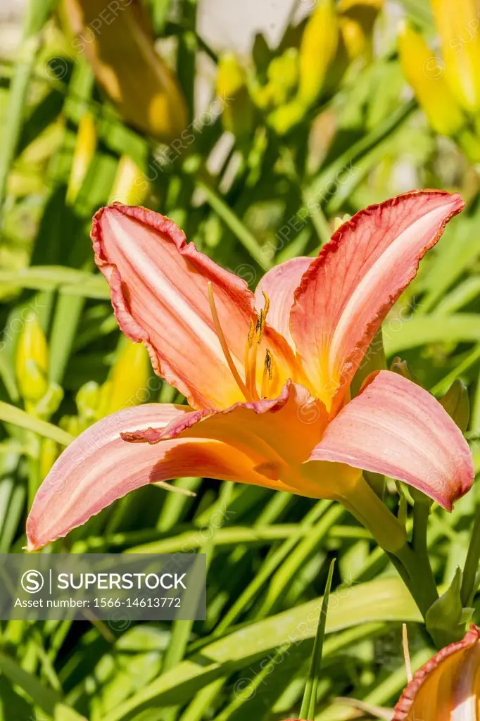 Daylily 'Art Festival' / Hemerocallis 'Art Festival'.