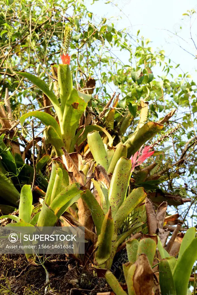 Epiphytes bromeliads (Aechmea nudicaulis). Rainforest near Paraty, Brazil.