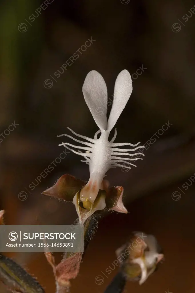 Anoectochilus roxburghii, Jinxianlian Orchid plant , Durgapur village, Nagaland, India.