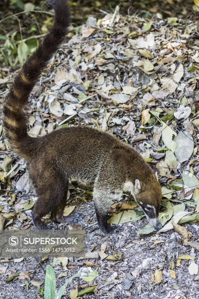 Guatemalan pizote (coati, Nasua nasua) foraging, Tikal, Guatemala, Central America.