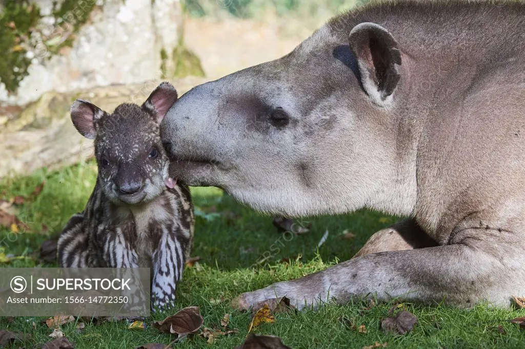 Brazilian tapir mother grooming baby - 2 weeks old - (Tapirus terrestris), captive, ZooParc Beauval, France.