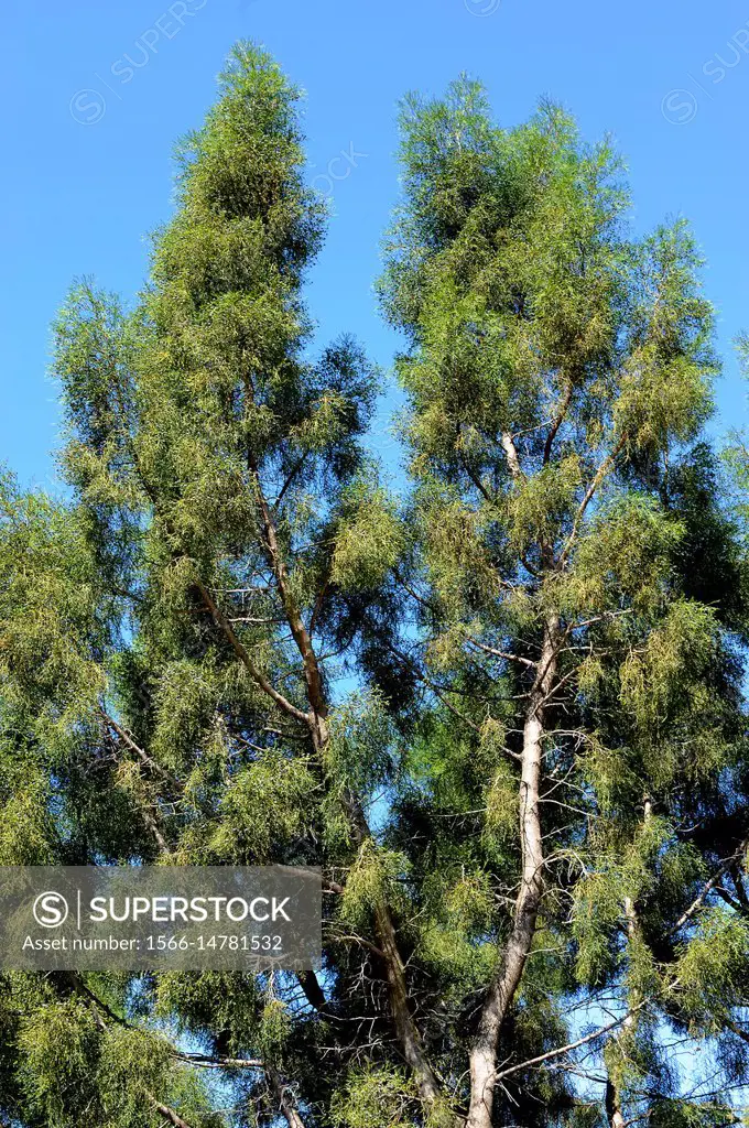 Araar, arar or sandarac (Tetraclinis articulata or Thuja articulata) is a small tree endemic to west Mediterranean region (Atlas mountains, Malta and ...