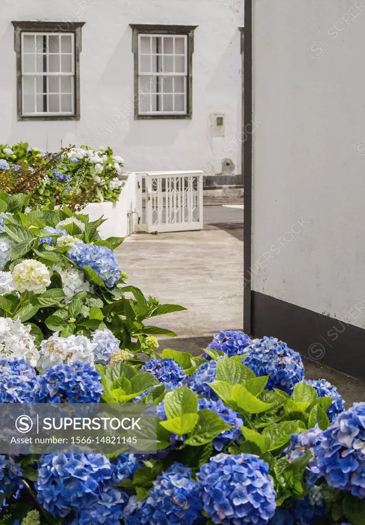 Hortensias in Santa Cruz das Flores, Flores Island, Azores, Portugal.