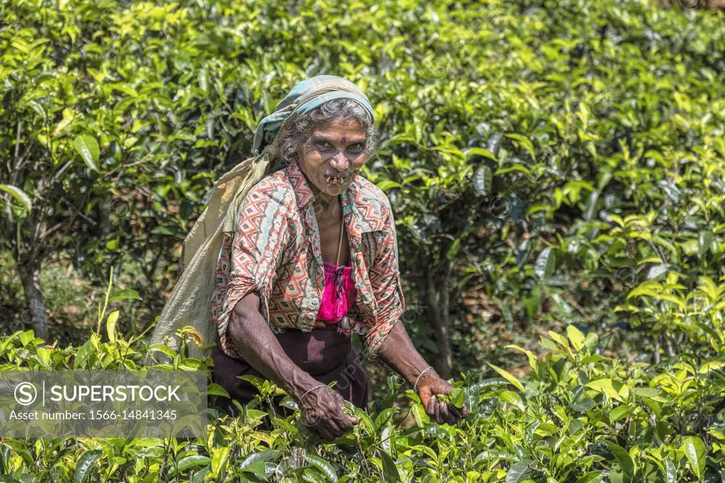 Tea pluckers, Ramboda Falls, Ramboda, Sri Lanka, Asia.