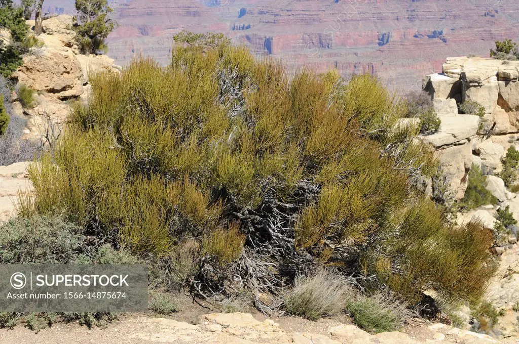 Mormon tea or green ephedra (Ephedra viridis) is a non toxic shrub native to wes USA. This photo was taken in Grand Canyon National Park, Arizona, USA...