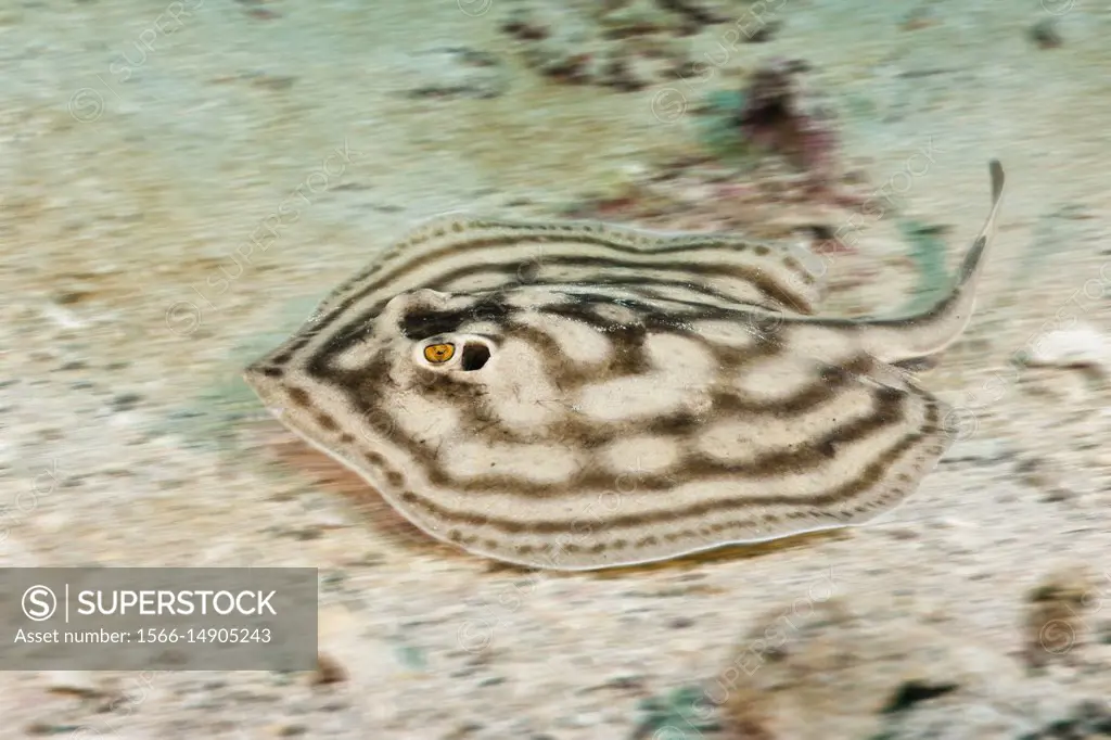 Bullseye Round Stingray, Urobatis concentricus, La Paz, Baja California Sur, Mexico.